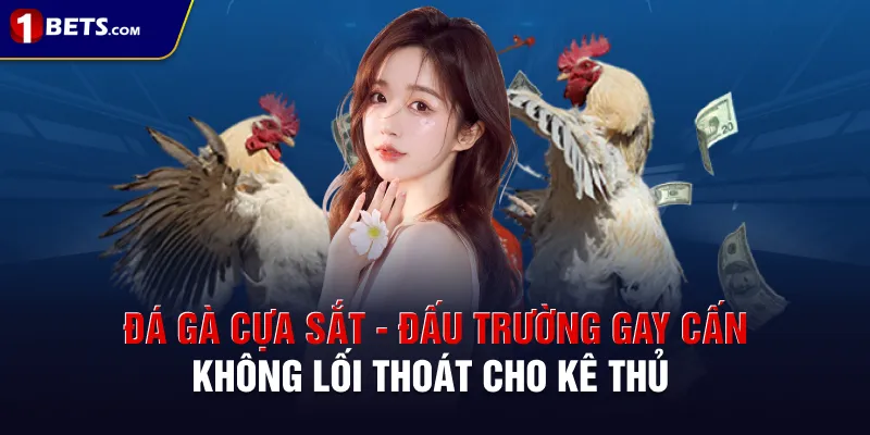 Đá Gà Cựa Sắt - Đấu Trường Gay Cấn Không Lối Thoát Cho Kê Thủ